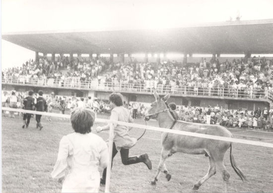 Palio