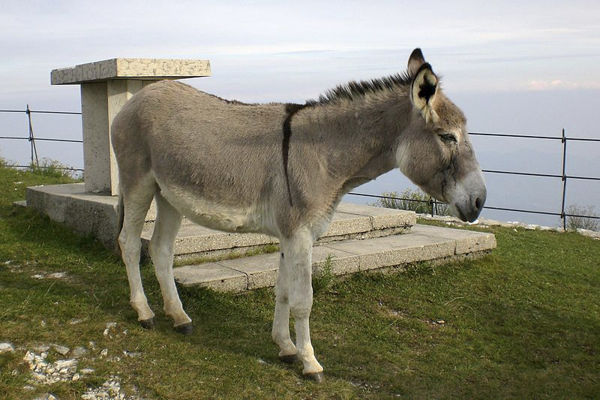L'asino, il miccio