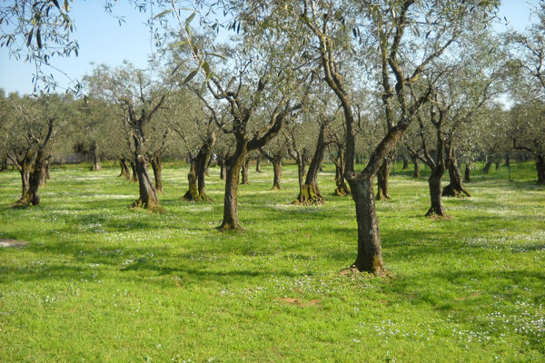 Olivo quercetano