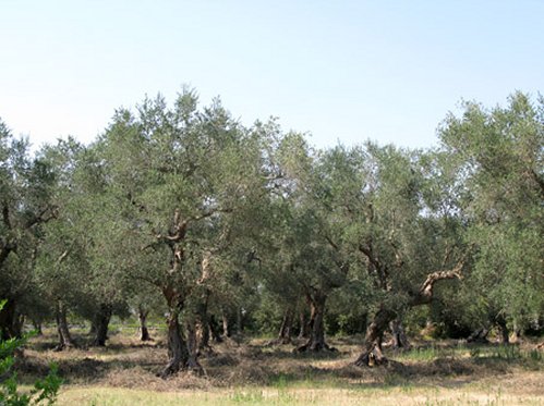 Olivo quercetano - IL QUADRO STORICO