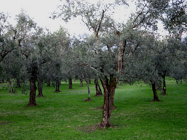 Olivo quercetano - VARIETÀ ENDEMICHE DI OLIVO