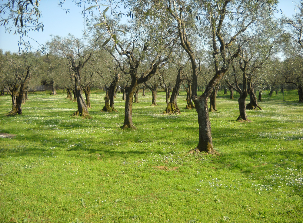 Olivo quercetano