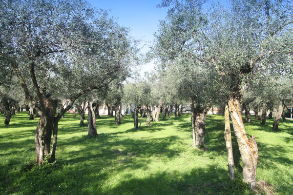 Associazione 