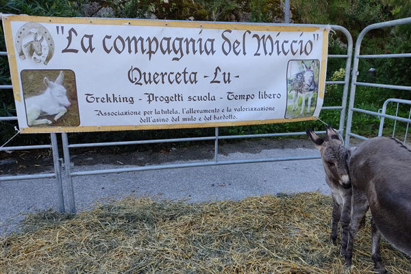 Compagnia del Miccio